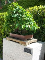 /album/danimayosinfojardin2/bonsai-falso-membrillo-pseudocidonia-senensis1-jpg-jpg/